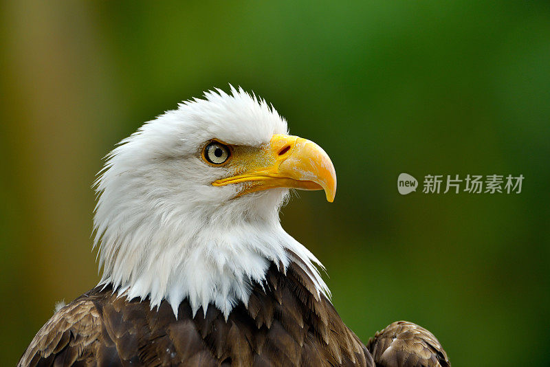 白头鹰(Haliaeetus leucocephalus)的肖像